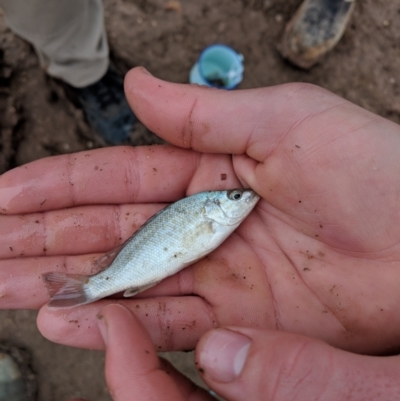 Leiopotherapon unicolor (Spangled Perch) at Tibooburra, NSW - 26 Jun 2018 by Darcy