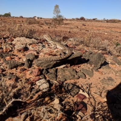 Pogona vitticeps (Central Bearded Dragon) at Tibooburra, NSW - 23 Jun 2018 by Darcy