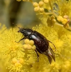 Heteronyx dimidiatus (Dimidiatus scarab beetle) at Murrumbateman, NSW - 22 Aug 2021 by SimoneC