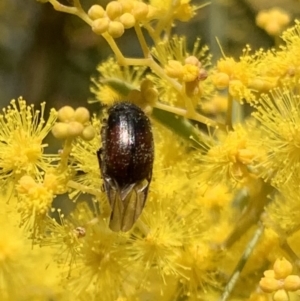 Heteronyx dimidiatus at Murrumbateman, NSW - 22 Aug 2021