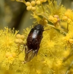 Heteronyx dimidiatus at Murrumbateman, NSW - 22 Aug 2021