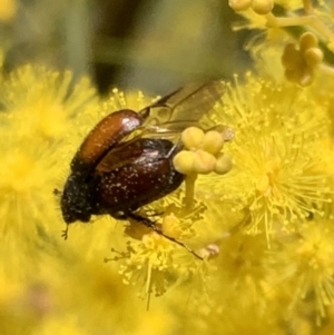 Heteronyx dimidiatus at Murrumbateman, NSW - 22 Aug 2021