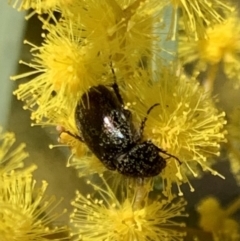 Heteronyx dimidiatus at Murrumbateman, NSW - 22 Aug 2021