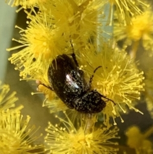 Heteronyx dimidiatus at Murrumbateman, NSW - 22 Aug 2021