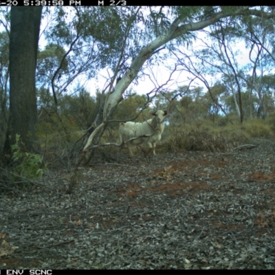 Capra hircus (Goat) at Irymple, NSW - 20 Jun 2018 by Darcy