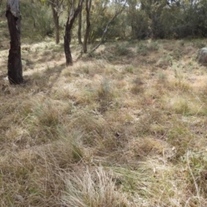 Keyacris scurra at Kambah, ACT - 20 Aug 2021