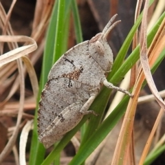 Goniaea australasiae (Gumleaf grasshopper) at Kambah, ACT - 20 Aug 2021 by HelenCross