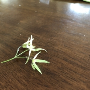 Clematis sp. at Lower Boro, NSW - 22 Aug 2021