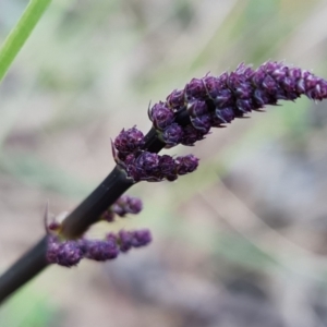 Lomandra multiflora at Denman Prospect, ACT - 22 Aug 2021 05:00 PM