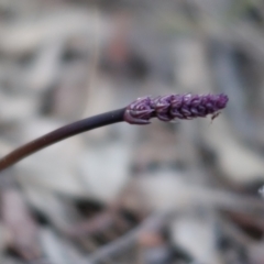 Lomandra multiflora at Denman Prospect, ACT - 22 Aug 2021 05:00 PM