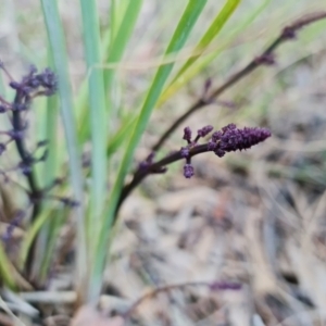 Lomandra multiflora at Denman Prospect, ACT - 22 Aug 2021 05:00 PM