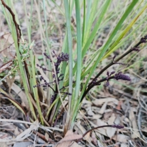 Lomandra multiflora at Denman Prospect, ACT - 22 Aug 2021 05:00 PM