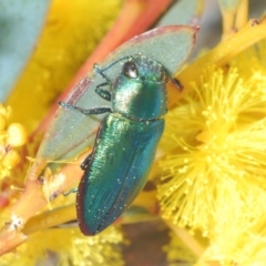 Melobasis obscurella (Obscurella jewel beetle) at Downer, ACT - 22 Aug 2021 by Harrisi