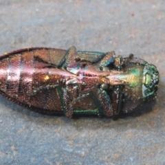 Melobasis obscurella at Downer, ACT - 22 Aug 2021