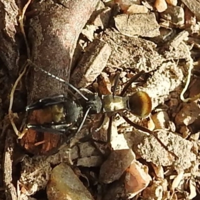 Polyrhachis ammon (Golden-spined Ant, Golden Ant) at Kambah, ACT - 20 Aug 2021 by HelenCross