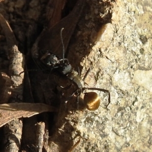 Polyrhachis ammon at Kambah, ACT - 20 Aug 2021 03:51 PM