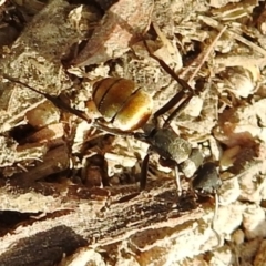 Polyrhachis ammon at Kambah, ACT - 20 Aug 2021