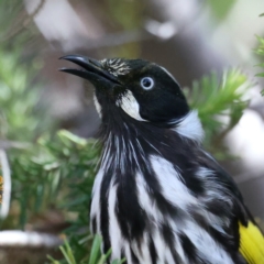 Phylidonyris novaehollandiae (New Holland Honeyeater) at ANBG - 9 Aug 2021 by jbromilow50