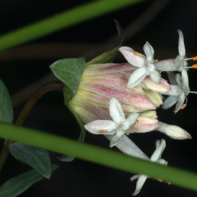 Pimelea linifolia (Slender Rice Flower) at ANBG South Annex - 9 Aug 2021 by jbromilow50