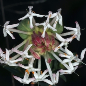 Pimelea linifolia at Acton, ACT - 9 Aug 2021