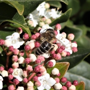 Apis mellifera at Watson, ACT - 22 Aug 2021