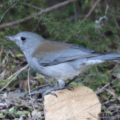 Colluricincla harmonica (Grey Shrikethrush) at Acton, ACT - 9 Aug 2021 by jbromilow50