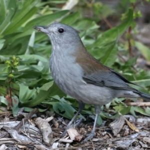 Colluricincla harmonica at Acton, ACT - 9 Aug 2021