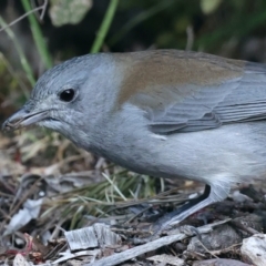 Colluricincla harmonica at Acton, ACT - 9 Aug 2021