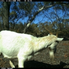Capra hircus (Wild Goat) at Irymple, NSW - 21 Jun 2018 by Darcy