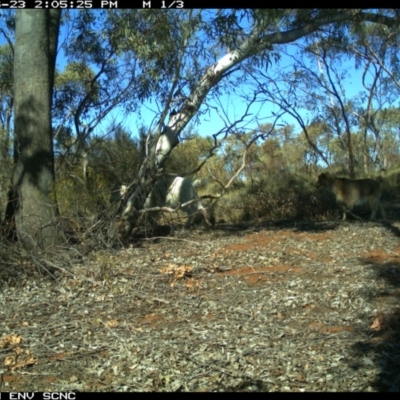 Capra hircus (Goat) at Irymple, NSW - 23 Jun 2018 by Darcy