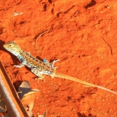 Ctenophorus pictus (Painted Dragon) at Irymple, NSW - 2 Oct 2019 by Harrisi