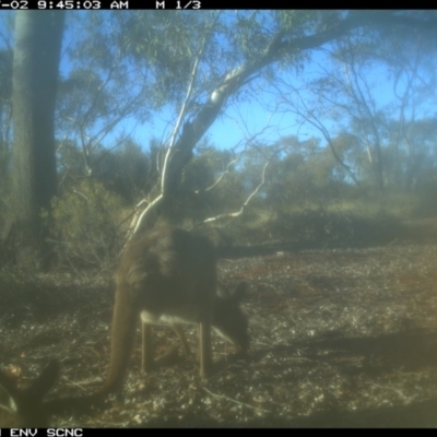 Macropus giganteus (Eastern Grey Kangaroo) at Irymple, NSW - 1 Jul 2018 by Darcy
