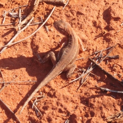 Unverified Dragon at Irymple, NSW - 2 Oct 2019 by Harrisi