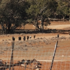 Capra hircus (Goat) at Irymple, NSW - 18 Jun 2018 by Darcy