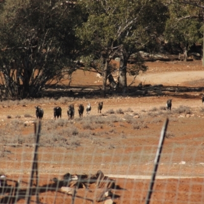 Capra hircus (Goat) at Irymple, NSW - 18 Jun 2018 by Darcy