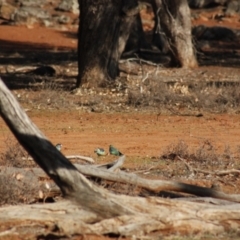 Barnardius zonarius (Australian Ringneck) at Irymple, NSW - 19 Jun 2018 by Darcy