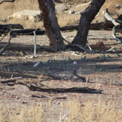 Barnardius zonarius (Australian Ringneck) at Irymple, NSW - 18 Jun 2018 by Darcy