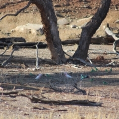 Lophochroa leadbeateri (Pink Cockatoo) at Irymple, NSW - 18 Jun 2018 by Darcy