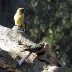 Platycercus elegans flaveolus (Yellow Rosella) at Splitters Creek, NSW - 21 Aug 2021 by WingsToWander