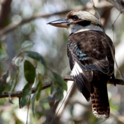 Dacelo novaeguineae (Laughing Kookaburra) at Splitters Creek, NSW - 21 Aug 2021 by WingsToWander