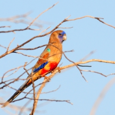 Northiella haematogaster (Greater Bluebonnet) at Irymple, NSW - 1 Oct 2019 by Harrisi