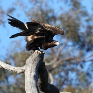 Aquila audax at Ainslie, ACT - 5 Aug 2021