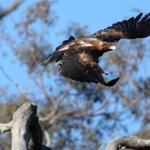 Aquila audax at Ainslie, ACT - 5 Aug 2021