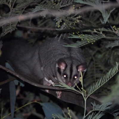 Petaurus norfolcensis (Squirrel Glider) at Bandiana, VIC - 10 Jun 2021 by WingsToWander