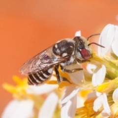 Unidentified Bee (Hymenoptera, Apiformes) at Irymple, NSW - 1 Oct 2019 by Harrisi