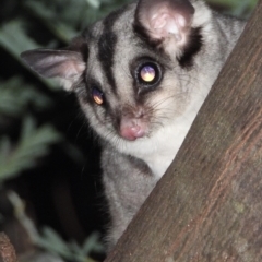 Petaurus norfolcensis (Squirrel Glider) at Bandiana, VIC - 10 Jun 2021 by WingsToWander