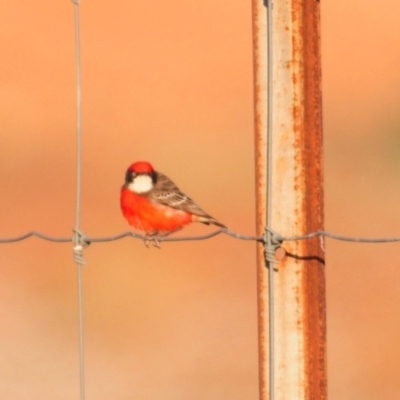 Epthianura tricolor (Crimson Chat) at Irymple, NSW - 2 Oct 2019 by Harrisi