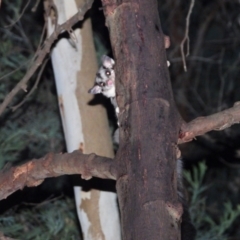 Petaurus norfolcensis (Squirrel Glider) at Bandiana, VIC - 10 Jun 2021 by WingsToWander