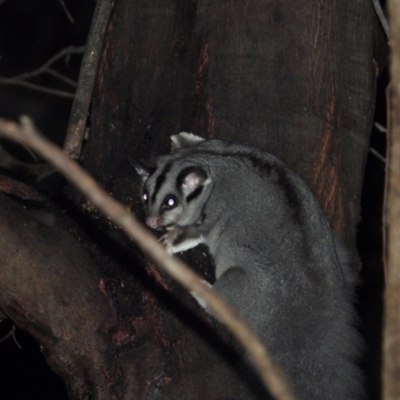 Petaurus norfolcensis (Squirrel Glider) at Bandiana, VIC - 10 Jun 2021 by WingsToWander