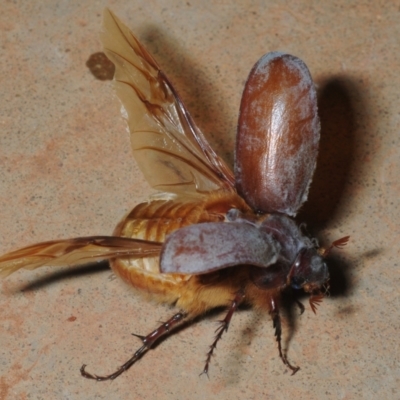 Colpochila sp. at Irymple, NSW - 2 Oct 2019 by Harrisi